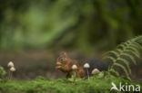 Red Squirrel (Sciurus vulgaris)