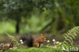 Red Squirrel (Sciurus vulgaris)