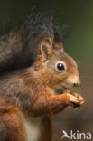 Red Squirrel (Sciurus vulgaris)