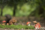 Red Squirrel (Sciurus vulgaris)