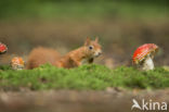 Red Squirrel (Sciurus vulgaris)