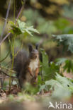 Red Squirrel (Sciurus vulgaris)