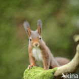 Red Squirrel (Sciurus vulgaris)