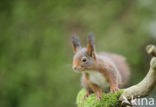 Red Squirrel (Sciurus vulgaris)