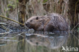 Europese bever (Castor fiber)