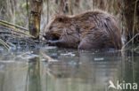 Europese bever (Castor fiber)