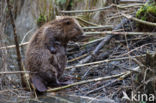 Europese bever (Castor fiber)