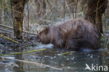 Europese bever (Castor fiber)