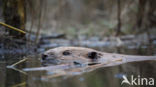 Europese bever (Castor fiber)