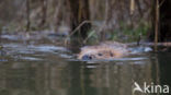 Europese bever (Castor fiber)