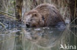 Europese bever (Castor fiber)