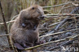 Europese bever (Castor fiber)