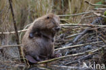Eurasian beaver (Castor fiber)