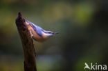 Eurasian Nuthatch (Sitta europaea)