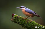 Europese Boomklever (Sitta europaea)