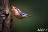 Europese Boomklever (Sitta europaea)