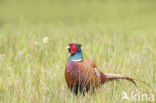 Ring-necked Pheasant (Phasianus colchicus)