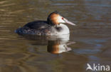 Great Crested Grebe (Podiceps cristatus)