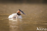 Great Crested Grebe (Podiceps cristatus)