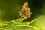 Gehakkelde aurelia (Polygonia c-album)