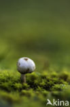 Gesteelde stuifbal (Tulostoma brumale)