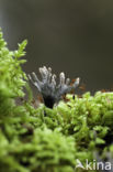 Candle Snuff Fungus (Xylaria hypoxylon)