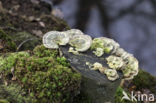 Gewoon elfenbankje (Trametes versicolor)