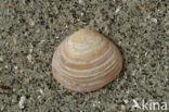Gewoon Nonnetje (Macoma balthica)