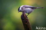 Marsh Tit (Parus palustris)