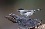 Glanskop (Parus palustris)