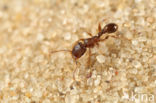 Grasmier (Tetramorium caespitum)