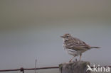 Meadow Pipit (Anthus pratensis)