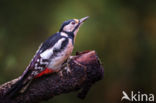 Grote Bonte Specht (Dendrocopos major)