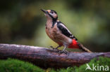 Grote Bonte Specht (Dendrocopos major)