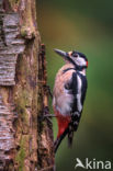 Grote Bonte Specht (Dendrocopos major)