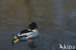 Grote Zaagbek (Mergus merganser)