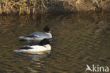 Grote Zaagbek (Mergus merganser)