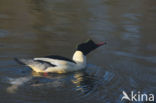 Grote Zaagbek (Mergus merganser)