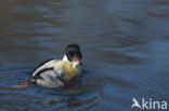 Grote Zaagbek (Mergus merganser)