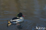 Grote Zaagbek (Mergus merganser)