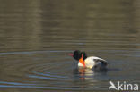 Grote Zaagbek (Mergus merganser)