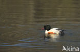 Grote Zaagbek (Mergus merganser)