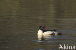 Grote Zaagbek (Mergus merganser)