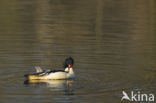 Grote Zaagbek (Mergus merganser)