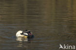 Grote Zaagbek (Mergus merganser)