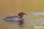 Grote Zaagbek (Mergus merganser)