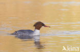 Goosander (Mergus merganser)