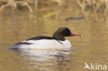 Grote Zaagbek (Mergus merganser)