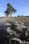 Grove den (Pinus sylvestris)