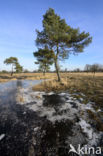 Scots Pine (Pinus sylvestris)